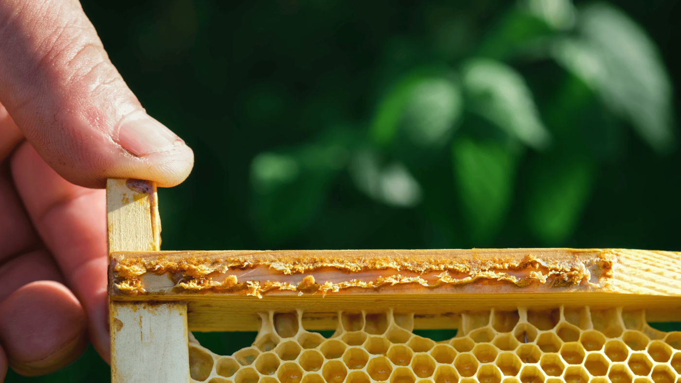 البروبوليس (العكبر) في المغرب