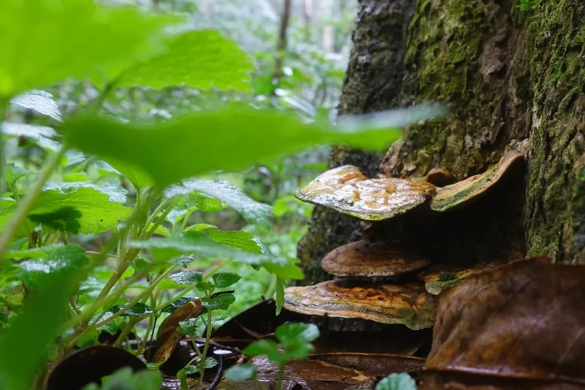 فطر ريشي - Ganoderma lucidum ينمو على جذع شجرة في الغابة