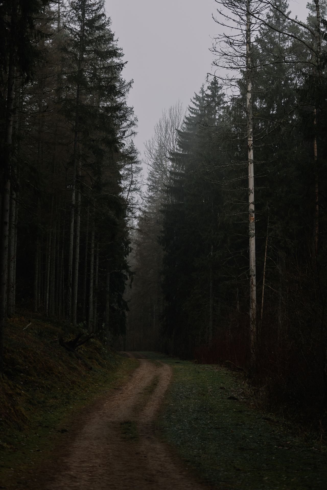 An early-morning forest path, an image of the regular walking that supports mental clarity