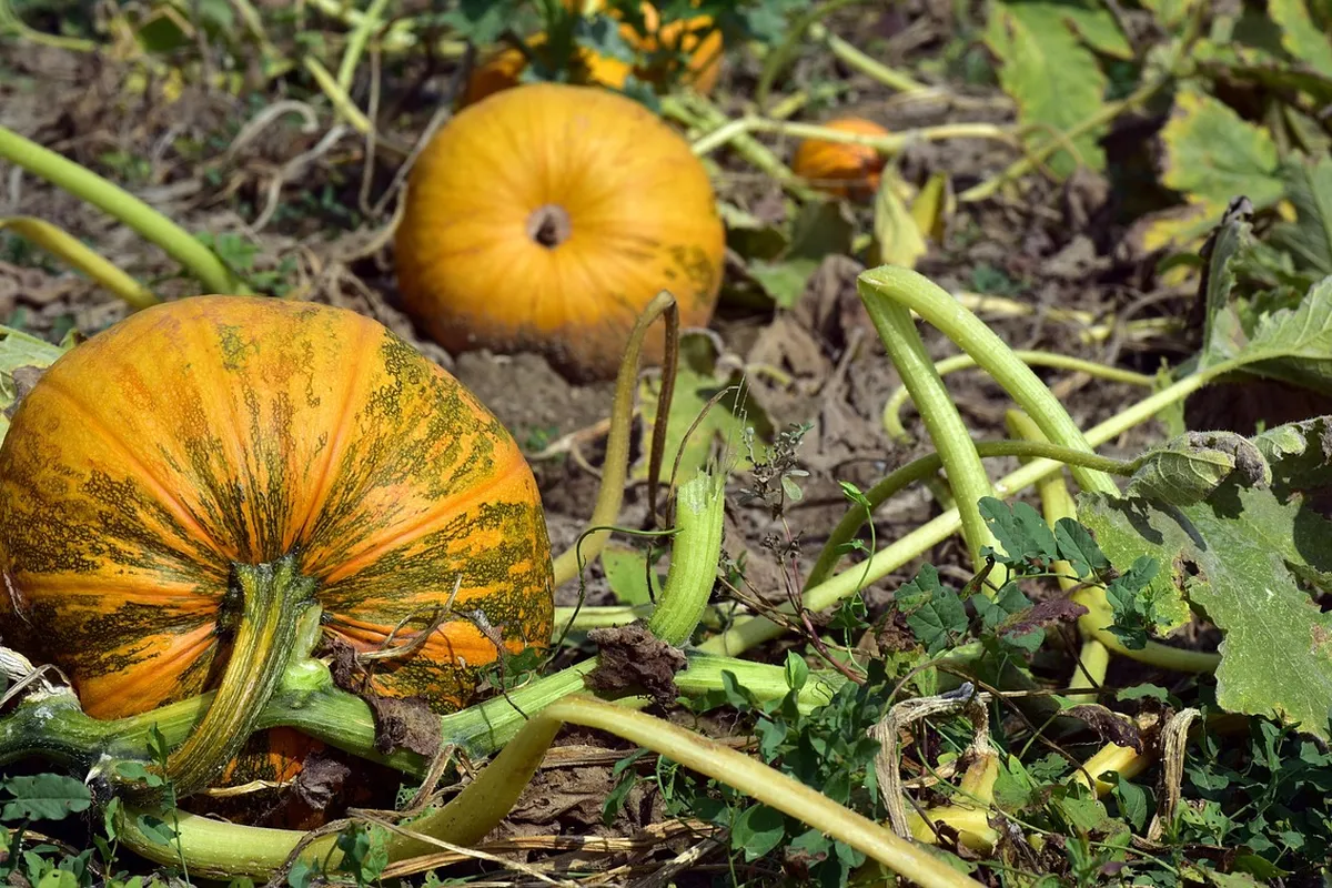 Pumpkin Seed Oil Benefits: What the Research Really Shows